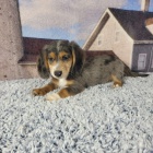 Prod�m �t��ata trpasli��ho pudla.