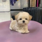 �t��ata pudla na prodej.