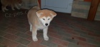 �t��ata akita inu  jsou v�m k dispozicii.
