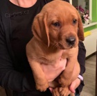 labrador�ky retr�v�i hledaj�c� nov� domovy