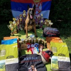 Belgick� ov��k �t��ata