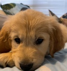 �t��ata zlat�ho retr�vra