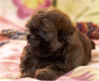 Roztomil� �t���tka shih tzu