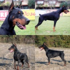 Dobrman �t��ata na prodej