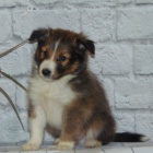 Prod�m �t��ata n�meck� �heltie