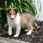 Prod�m �t��ata shetlandsk�ho ov��ka