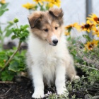 Shetlandsk� ov��k �t��ata k adopci