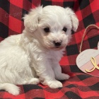Prod�m zdrav� a O�KOVAN� �t��ata b�l� havanese.