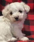 Prod�m zdrav� a O�KOVAN� �t��ata b�l� havanese.