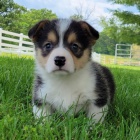 Prod�m �t��ata Pembroke Welsh Corgi.