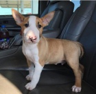 zdrav� �t��ata anglick�ho bulteri�ra bez probl�m� s u�ima k adopci.