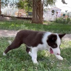 Prod�m zdrav� a o�kovan� �t��ata border kolie