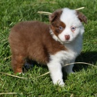 �t��ata australsk�ho ov��ka k adopci