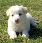 b�l� zdrav� a o�kovan� �t��ata australsk�ho ov��ka k adopci