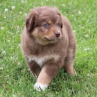 o�kovan� �t��ata australsk�ho ov��ka k adopci