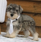 Prod�m kr�sn� a roztomil� mal� kn�ra�e.