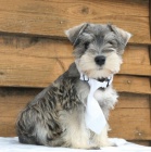 Prod�m kr�sn� a roztomil� mal� kn�ra�e.