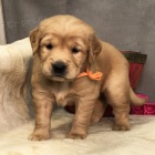 Prod�m ZDRAV� a O�KOVAN� �t��ata zlat�ho retr�vra.