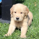 Prod�m �t��ata zlat�ho retr�vra.