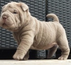 Prod�m zdrav�, o�kovan� a od�erven� �t��ata Shar-pei.