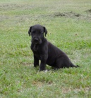 �ern� �t��ata n�meck� dogy.