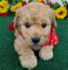 Prod�m o�kovan� a od�erven� �t��ata trpasli��ho pudla.