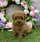 Prod�m miniaturn� o�kovan� a od�erven� �t��ata Pudla.