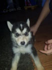 sibi�sk� husky s kr�sn�ma modr�ma o�ima K Adopci.