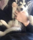 sibi�sk� husky K Adopci.