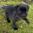 Prod�m o�kovan� �t��ata mopse