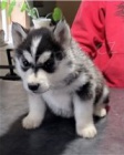 Kr�sn� sibi�sk� husky �t��ata.