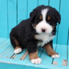 Prod�m �t��ata Bernsk�ho sala�nick�ho psa