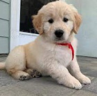 �t��ata zlat�ho retr�vra k adopci