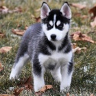 �t��ata sibi�sk�ho huskyho k adopci.