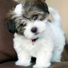 -Havanese �t��ata k dispozici k adopci.