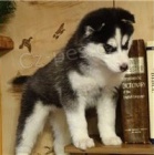 Rozko�n� �t��ata sibi�sk�ho husky.