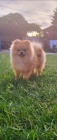 Pomeranian �t��ata