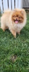 Pomeranian �t��ata