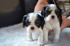 Kaval�r king charles spaniel