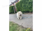 Chow Chow �t��ata.