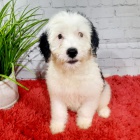 �t��ata portugalsk�ho vodn�ho psa k adopci.