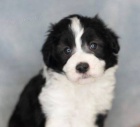 Zdrav� a kr�sn� �t��ata pejska a fenky Aussiedoodle na prodej.
