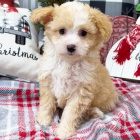 Zdrav� a kr�sn� �t��ata pejska a fenky Aussiedoodle na prodej.