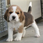 Prod�m trikolorn� �t��ata b�gla.