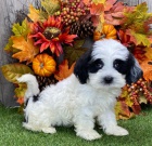 �t��ata havanese na prodej.