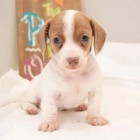 Prod�m kr�tkosrst� mini �t��ata jezev��k�