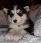 Dv� kr�sn� �t��ata alja�sk�ho malamuta