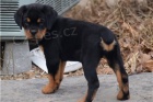 Kr�sn� �t��ata rottweiler�.