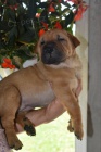 Shar Pei �t��ata