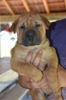 Shar Pei �t��ata